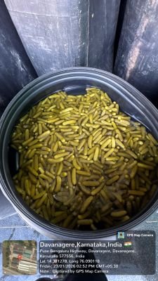 Damaged Stock of Whole Gherkins provisionally preserved in Natural Vinegar mixed with salted brine solution